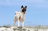 AKITA AMERICAIN 103